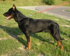 ierny